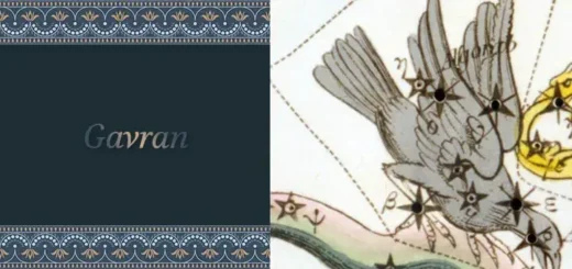 gavran